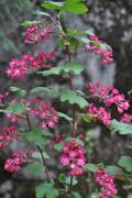 Red Flowering Currant