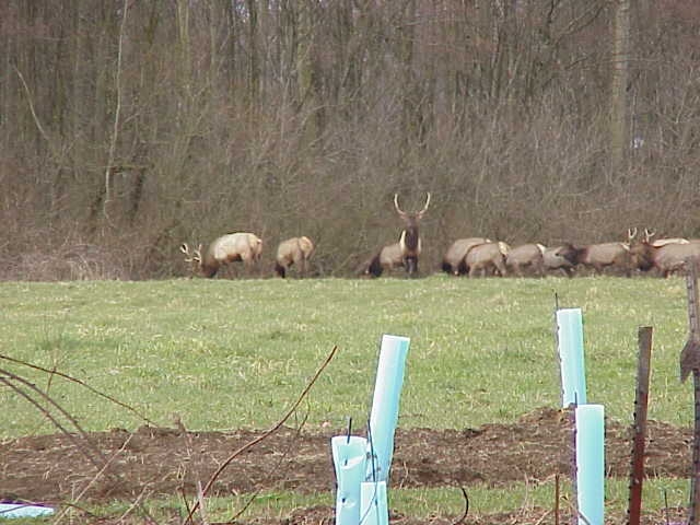 Elk